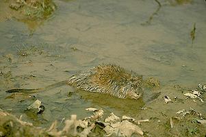 Muskrat in Water