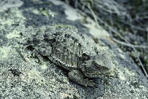 Greater Short-horned Lizard