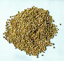 Buckwheat Buckwheat
