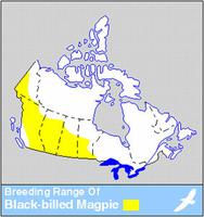 Magpie Distribution