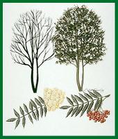 Showy Mountain Ash Showy Mountain Ash