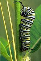 Monarch Butterfly Caterpillar