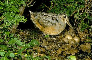 Woodcock  The Canadian Encyclopedia