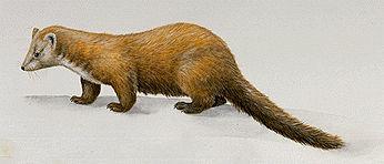 Marten