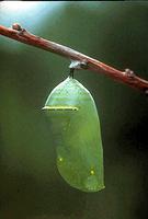 Monarch Butterfly Chrysalis