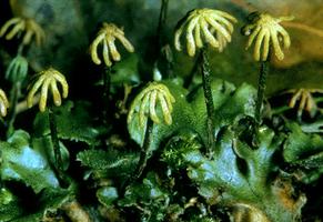 liverwort liverworts rotten moist shady humus soil