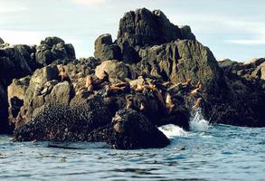 Sea Lions