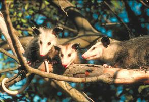 Opossum, famille d