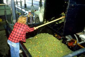 Pulling Grapes from Hopper