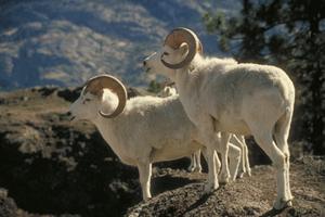 Mouflon blanc aux aguets