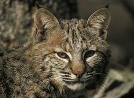 Lynx roux (gros plan)