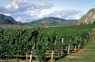 Okanagan Vineyard