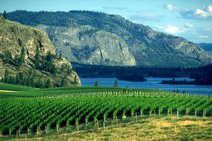 Blue Mountain, vignoble