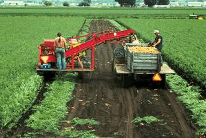 Récolte des carottes