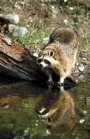 Raccoon by the Water