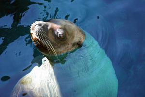 Northern Sea Lion