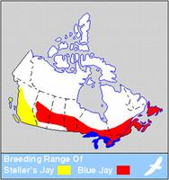 Geai de Steller et Geai bleu, répartition du