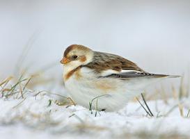 Snow Bunting Snow Bunting