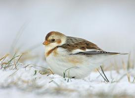 Snow Bunting