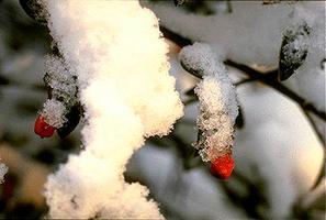 Snow, Close-up