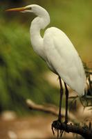 Bird Life of the Humber Marshes