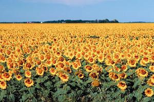 Tournesol: Histoire, Utilisations et et plante Informations - Wikifarmer