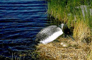 Loon with Eggs