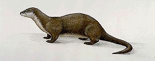 Loutre de rivière