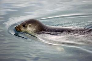 Ringed Seal