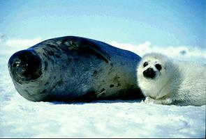 Harp Seal Mother and Baby