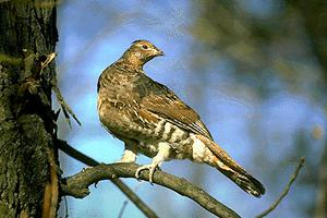 Gélinotte des armoises dans un arbre