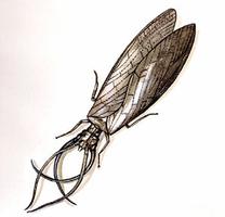 Dobsonfly Dobsonfly