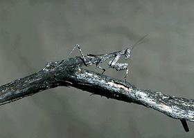 Mantis Mantis