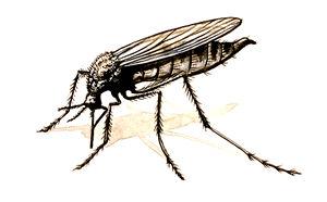 Mosquito