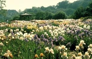 Iris Collecting