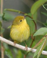 Paruline jaune