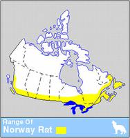 Rat de Norvège, répartition du