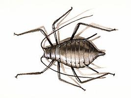 Aphid Aphid