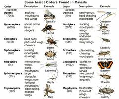 Insectes du Canada