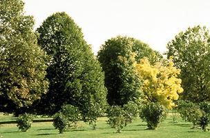 Boulevard Trees