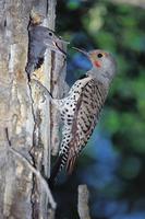 Flicker, Northern