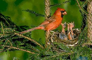 Cardinal, Northern