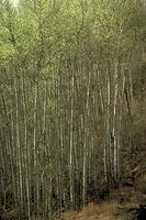 Aspen Parkland Aspen Parkland