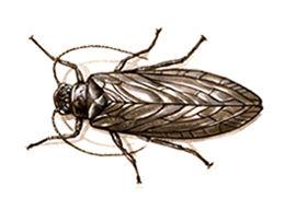 Alderfly Alderfly