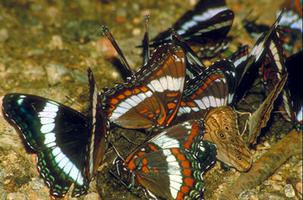 White Admirals