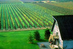 Vineyard at Inniskillin