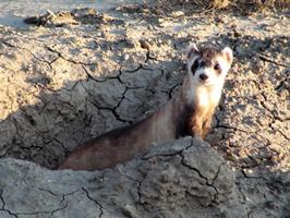 Reintroduced Black-footed Ferret