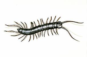 Centipede