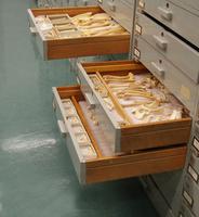 Zooarchaeological Collection 