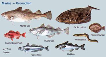 Fish, Groundfish